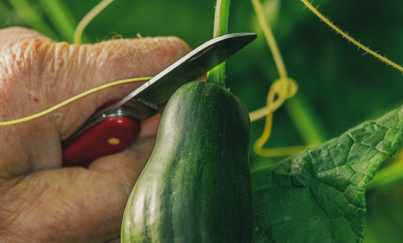 récolte du fruit du concombre