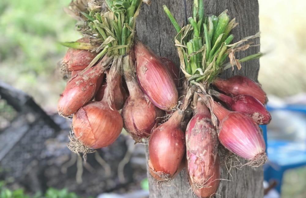 échalotes suspendues après la récolte