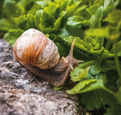 Escargots sur des feuilles