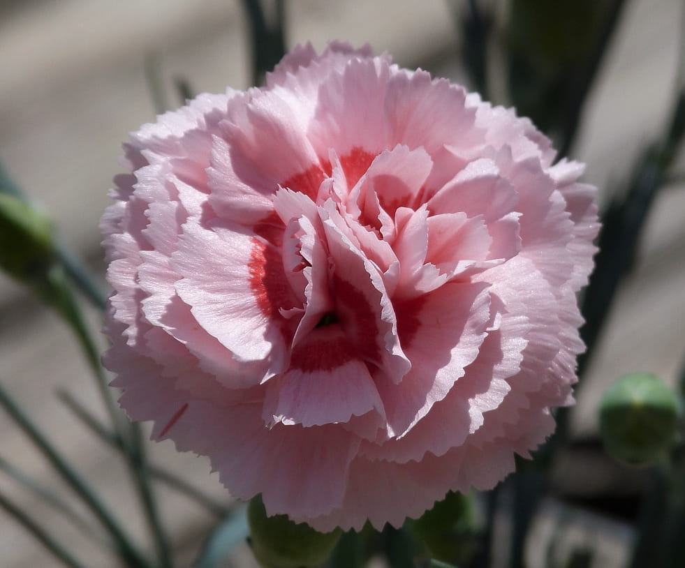 Fleur rose d'un œillet