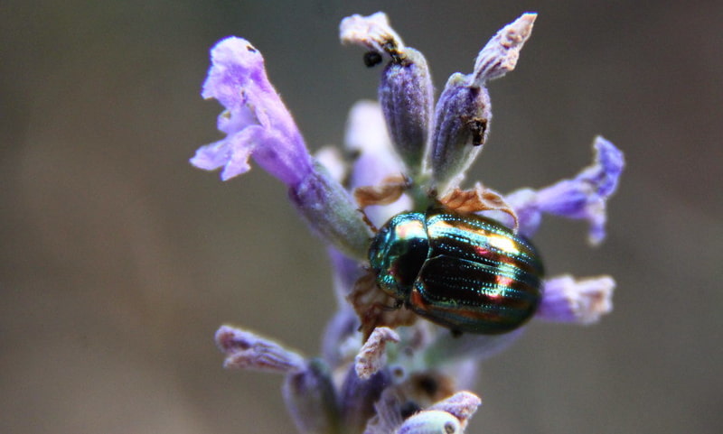 Adulte chrysomèle américaine