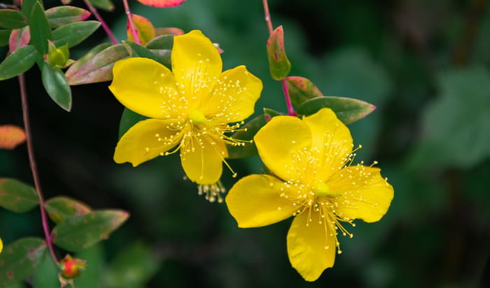 fleurs jaunes du millepertuis