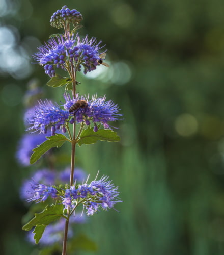 tige d'un caryoptéris
