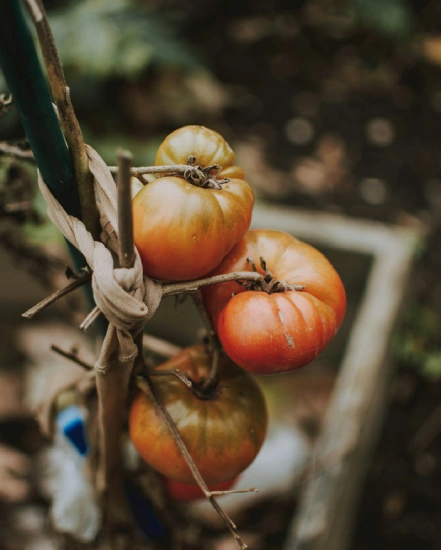 marbrure fruit tomate