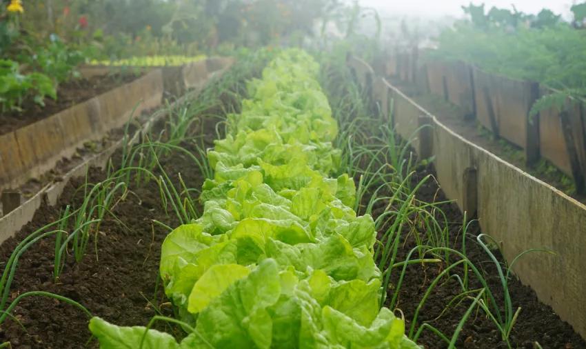 méthode culturale pour éviter la montaison en graine de la salade