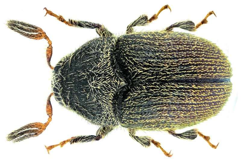 Phloeotribus scarabaeoides