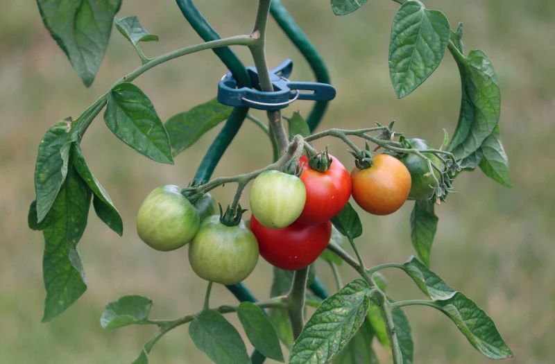 tuteurage des tomates après repiquage