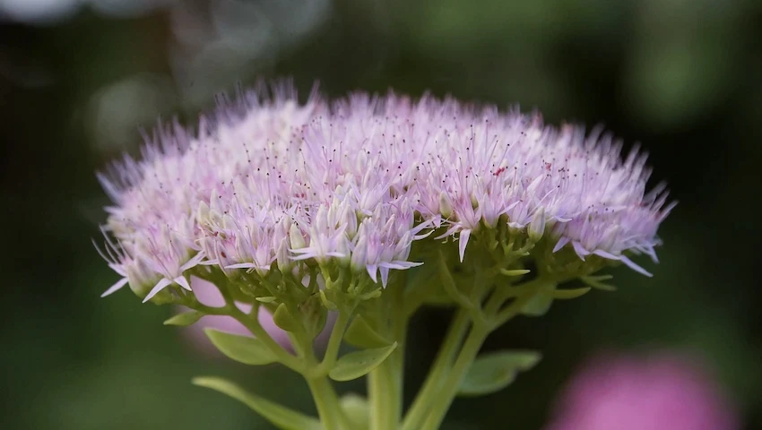 fleurs roses de sedum spectabile
