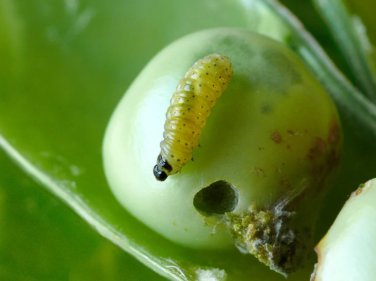 larve dans une gousse