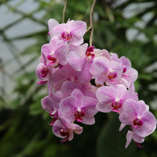 plante épiphyte orchidée