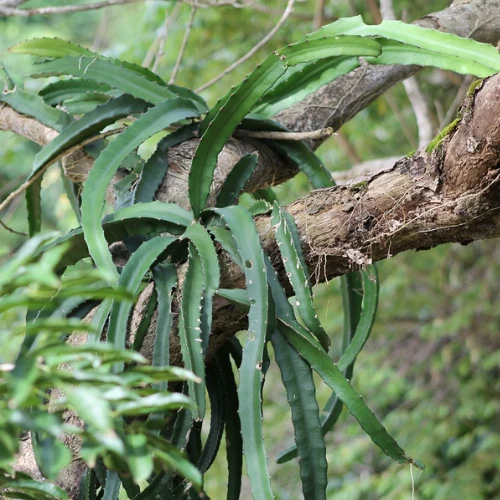 plante épiphyte sur un arbre dans la nature