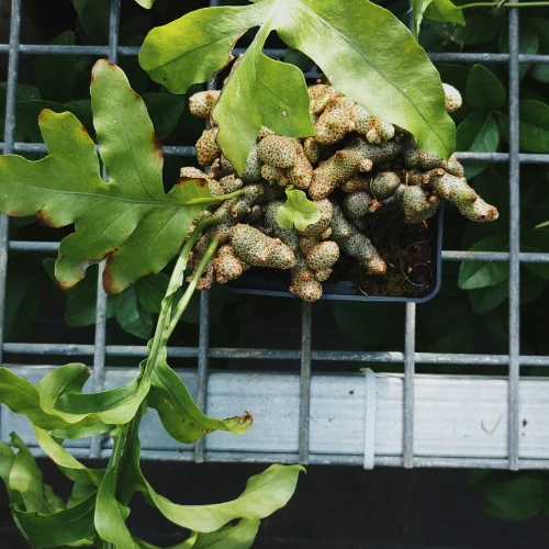 plante épiphyte verte substrat