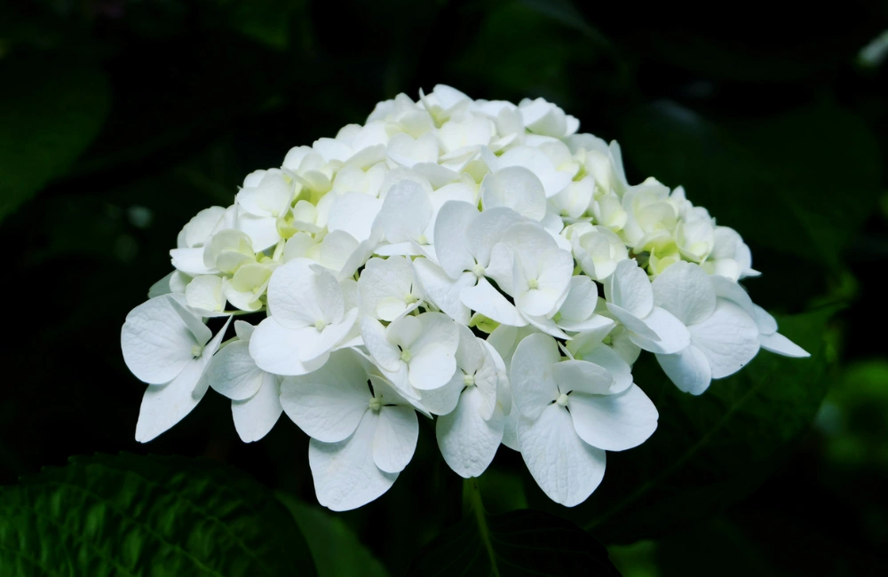 hortensia macrophylla boule blanche