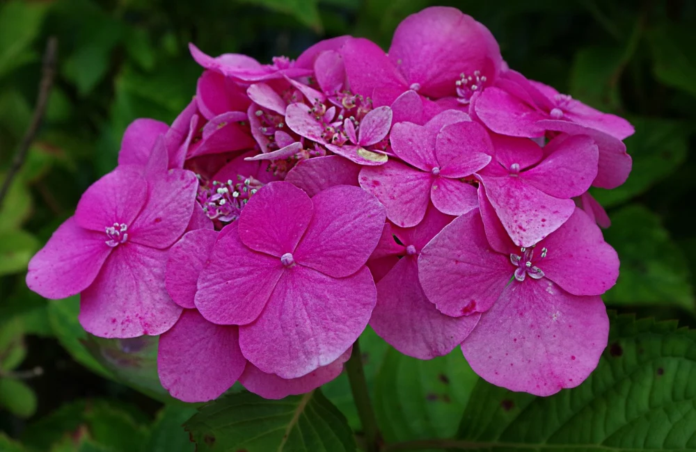 hydrangea macrophylla rose