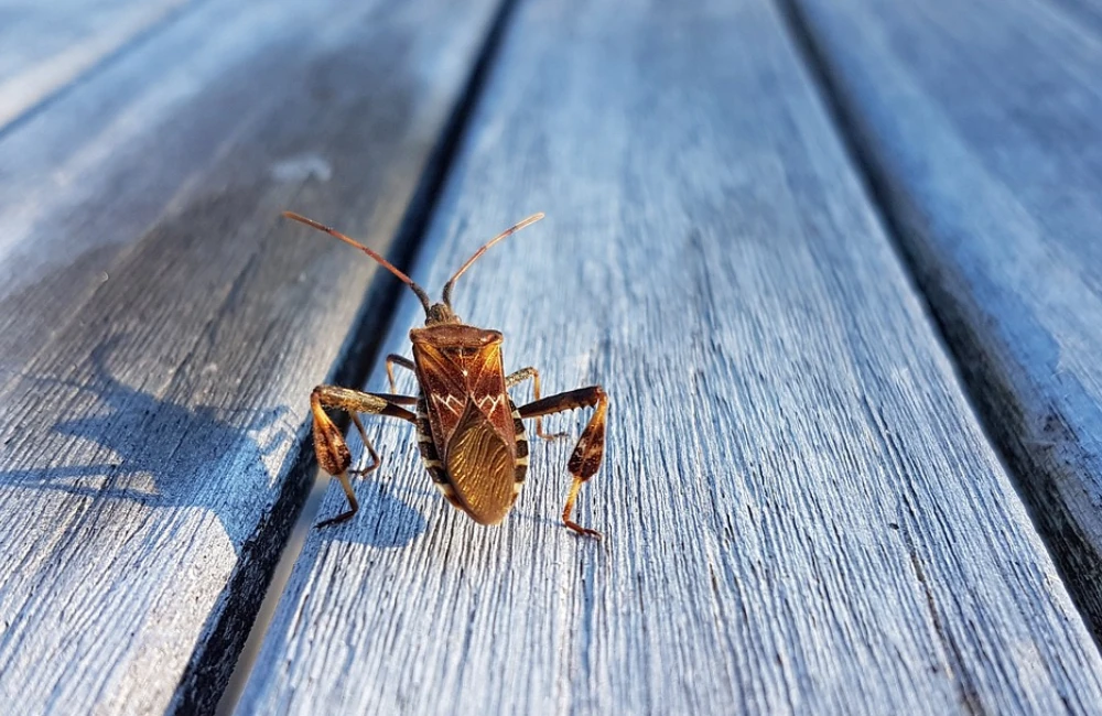 leptoglossus occidentalis