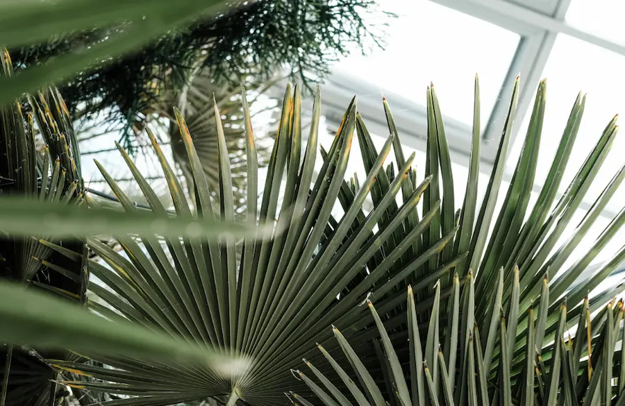 cactus plantes tropicales