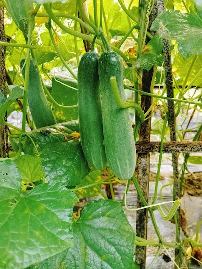 concombres tuteures sur piquets bois