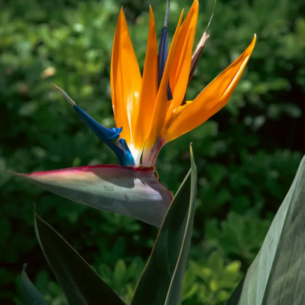 plante extotique originale strelitzia