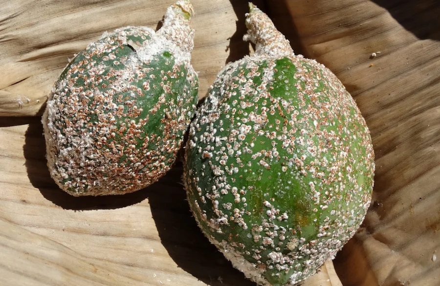 cochenille murier sur papayer