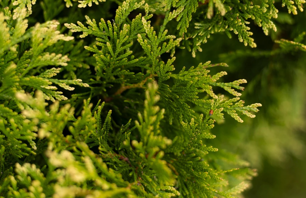 allelopathie negative thuya