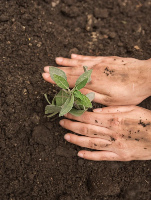 masanobu fukuoka agriculture naturelle