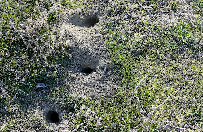 trous terrier jardin