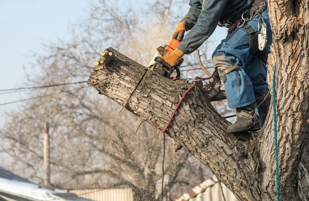 avis elagueur grimpeur