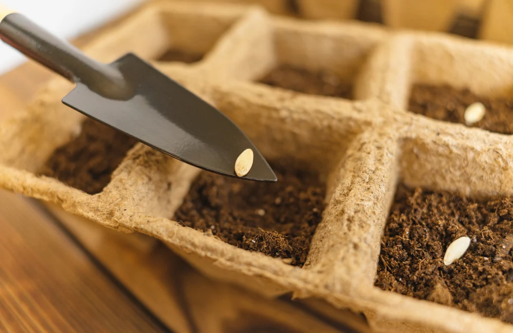 semences reproductibles