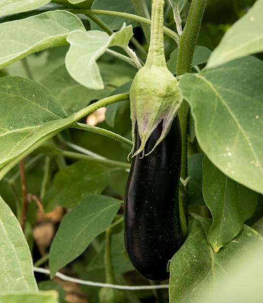 ficelle tuteur aubergine noeud
