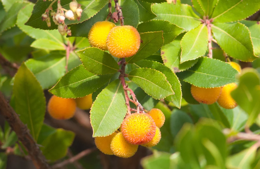 arboursier arbuste soleil