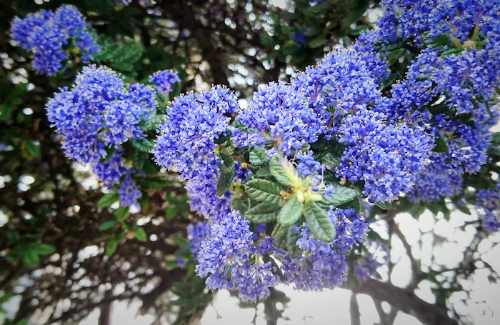 ceanothe arbuste soleil