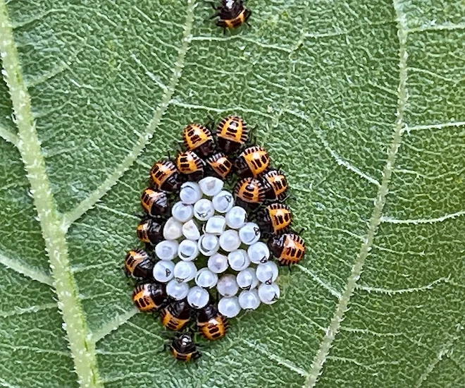 oeufs larves punaise diabolique