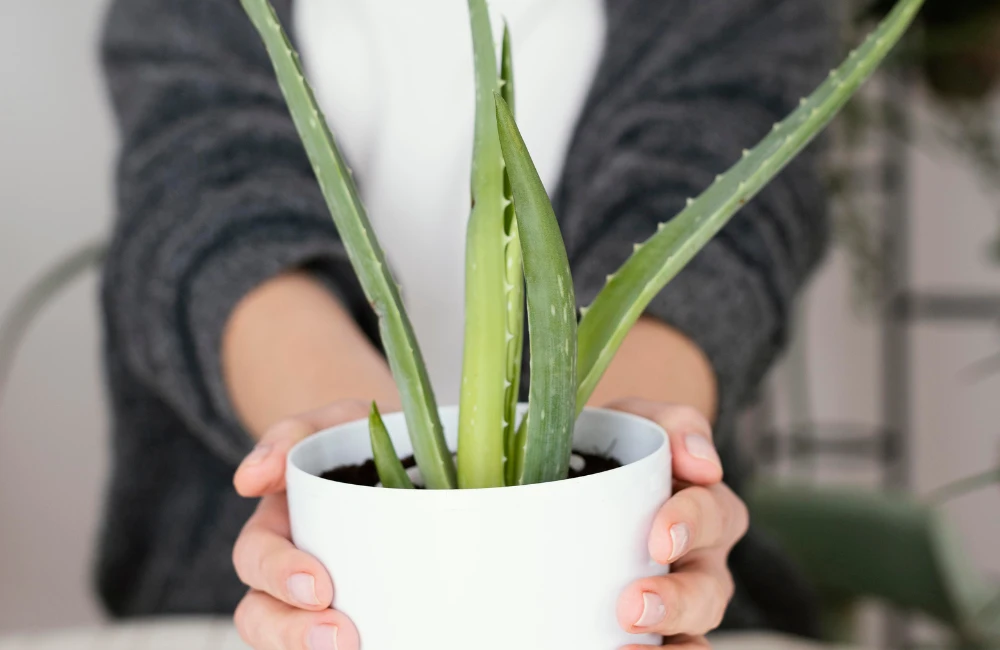 aloe vera veranda plein soleil