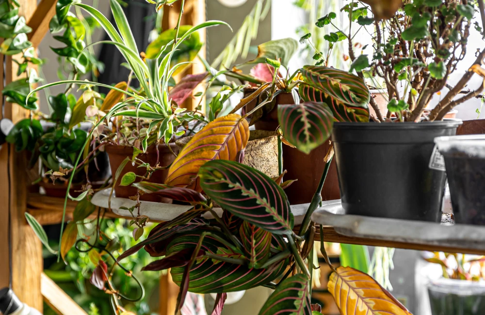 plantes veranda plein soleil