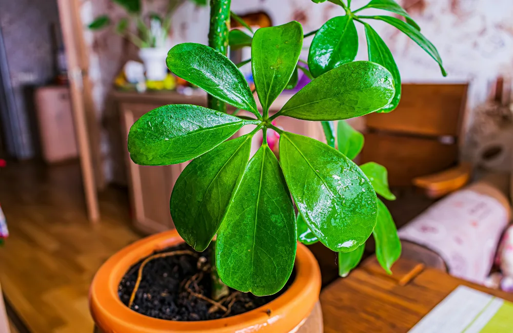 boutuer un schefflera