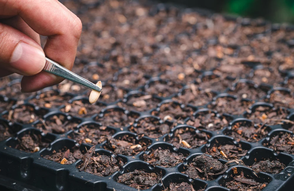 graines bio potager