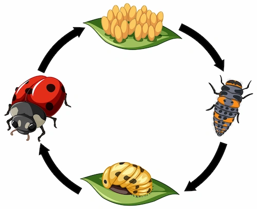 cycle vie coccinelle