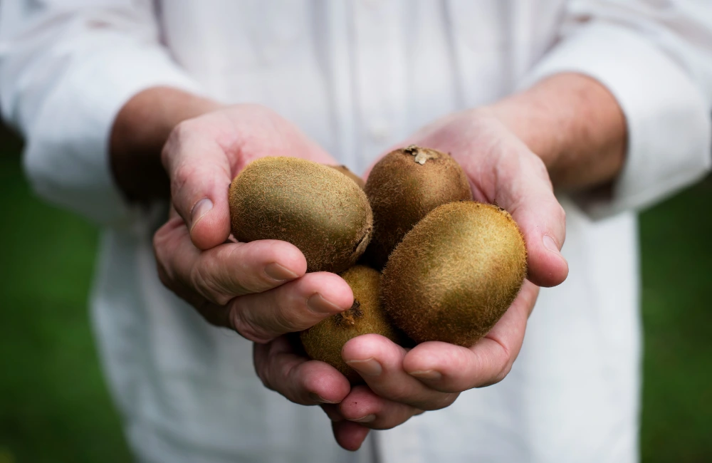 quand recolter kiwis