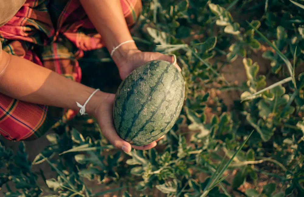 recolte pasteque