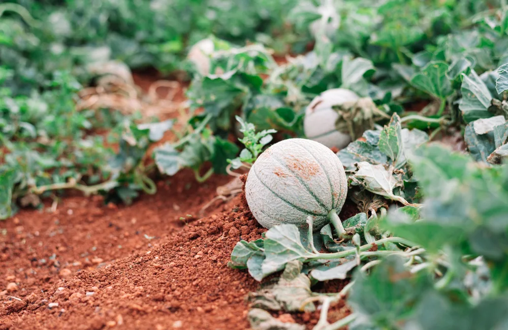 association melon potager