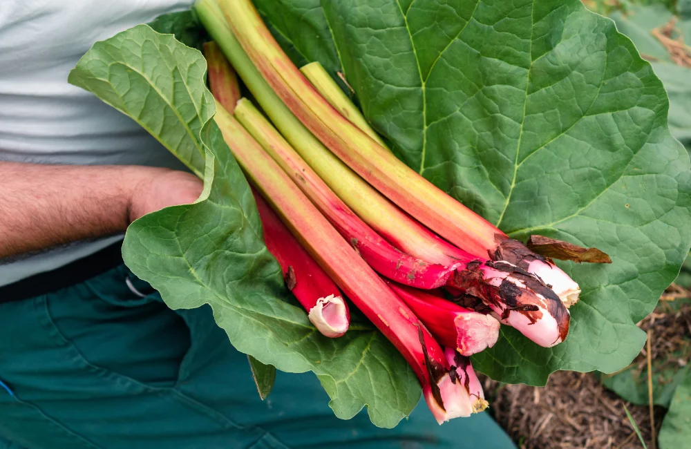 comment planter rhubarbe