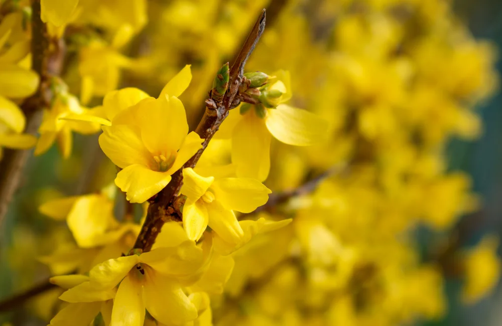 especes forsythia