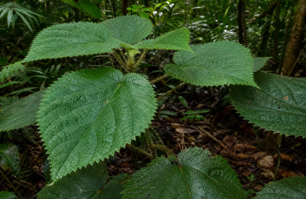 plante dangereuse gympie gympie