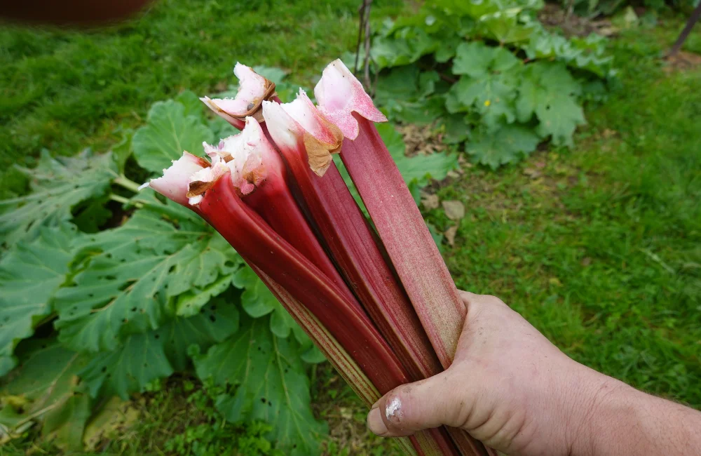 recolte rhubarbe