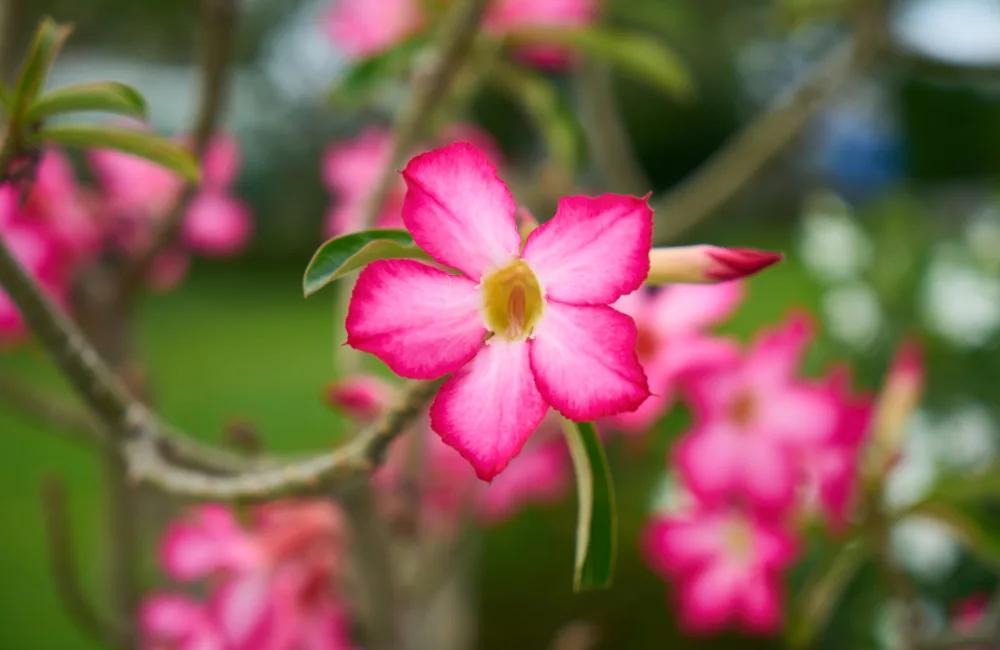 taille dipladenia automne