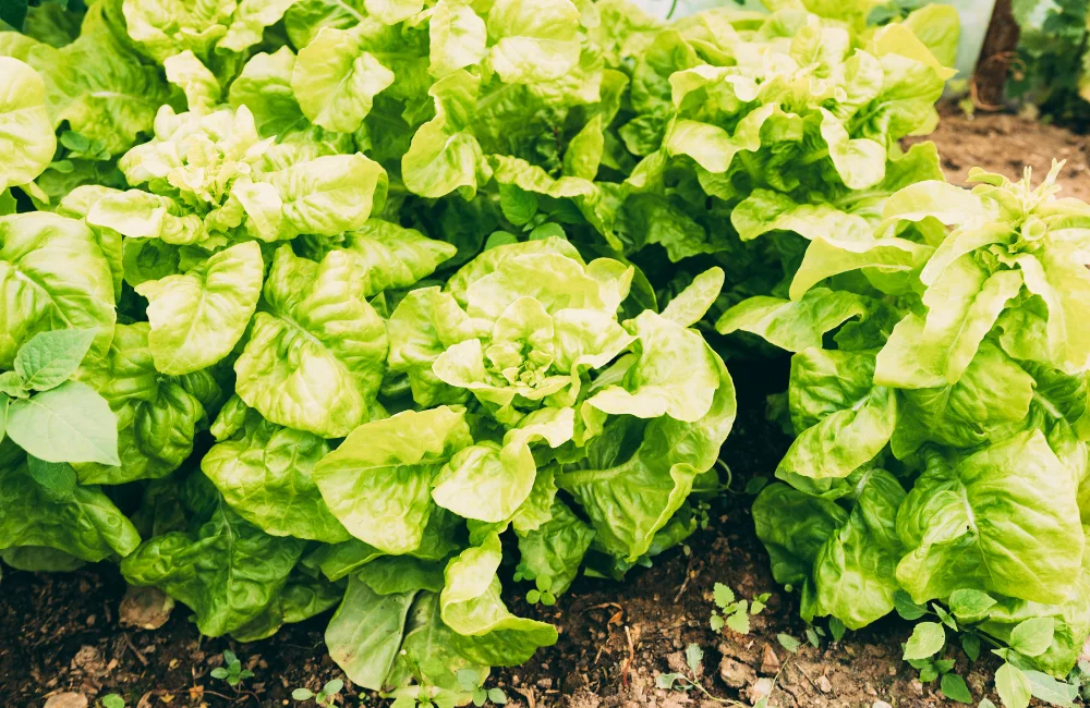 varietes salade hiver