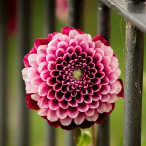 dahlia noir