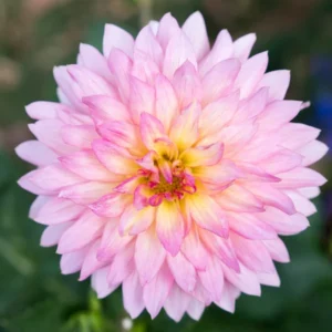 dahlia rose
