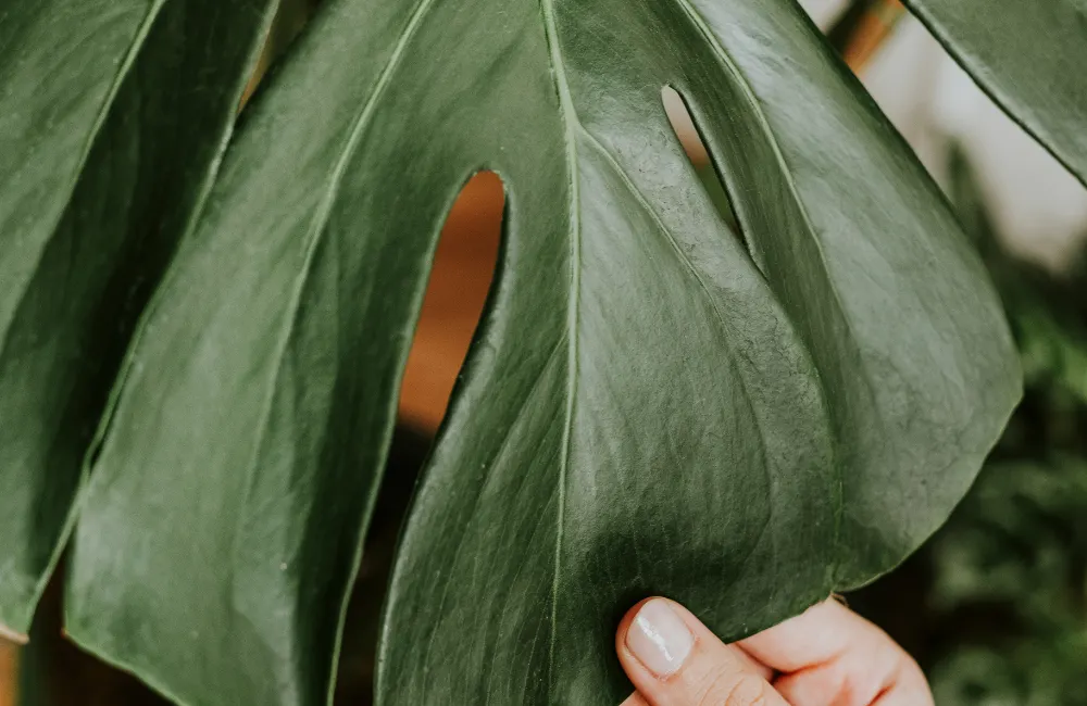 examiner feuilles monstera