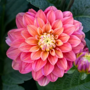 fleur dahlia